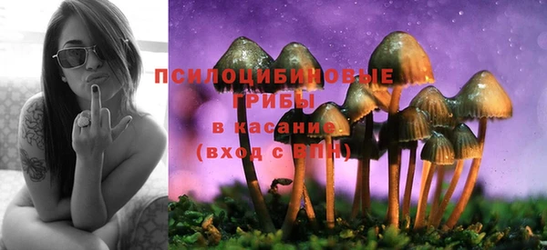 прущие грибы Алзамай