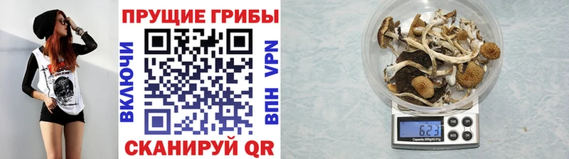 mega tor  где купить наркотик  Беслан  сайты даркнета формула  Псилоцибиновые грибы Psilocybe 